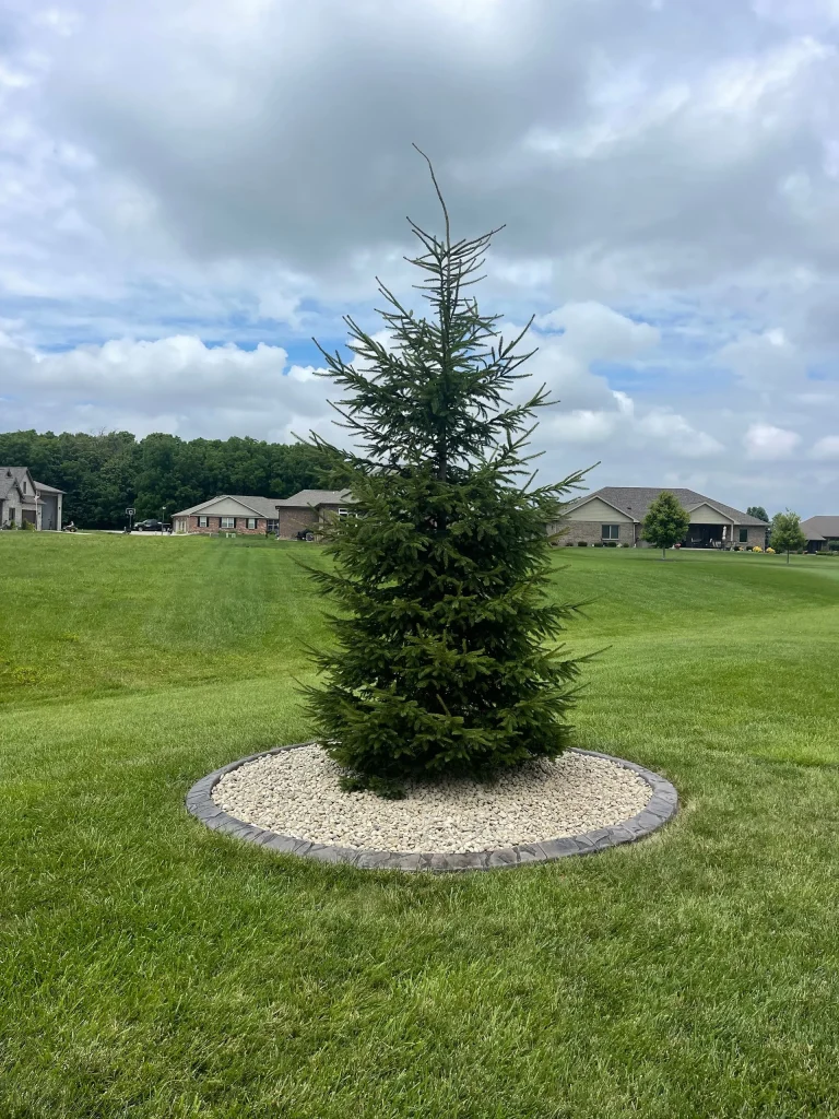 tree care landscpaing