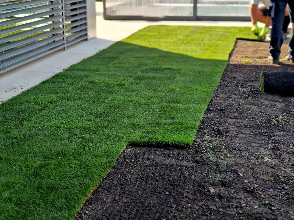Contractor laying fresh sod turf rolls in a yard